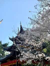 Longhua Temple Cherry Blossom: A Spiritual Retreat in Shanghai