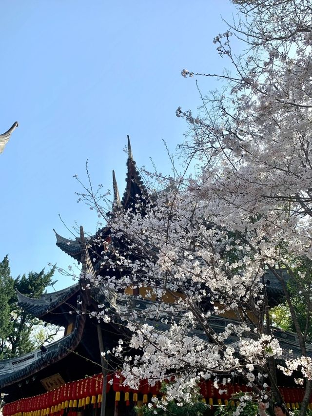 Longhua Temple Cherry Blossom: A Spiritual Retreat in Shanghai