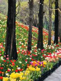 Pinnacle Land Tulip Festival: A Springtime Delight in Asan 🌷🌸