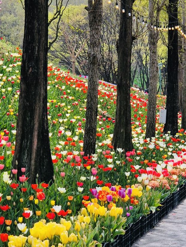 Pinnacle Land Tulip Festival: A Springtime Delight in Asan 🌷🌸