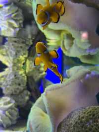 Underwater world langkawi