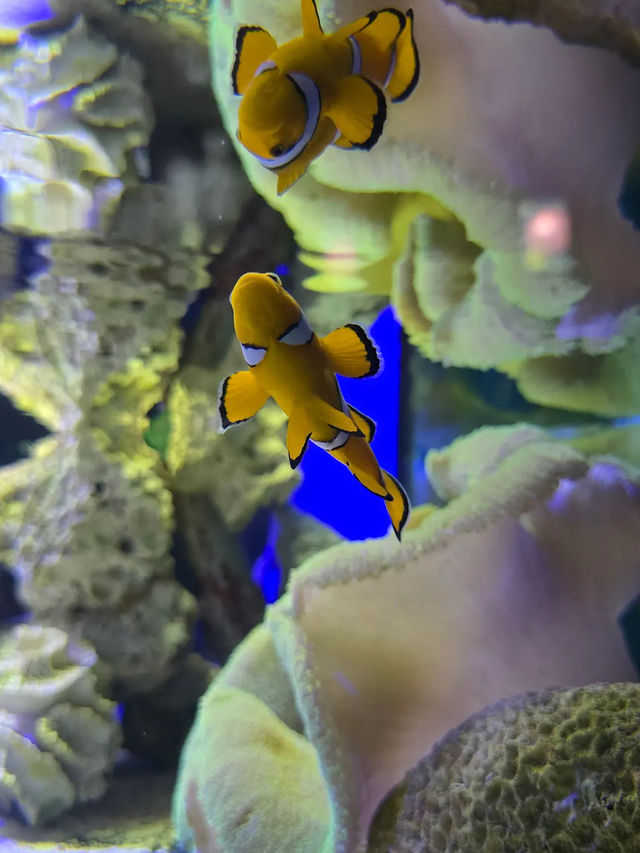 Underwater world langkawi