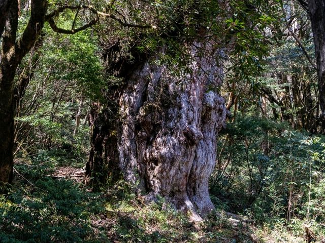 【鹿児島】縄文杉を観に行ってきました！