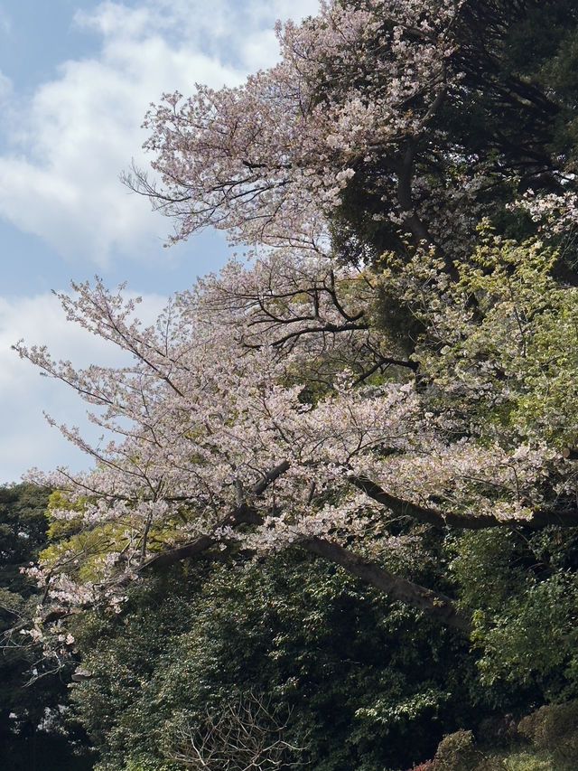 東京｜北之丸公園與東京中城一日遊