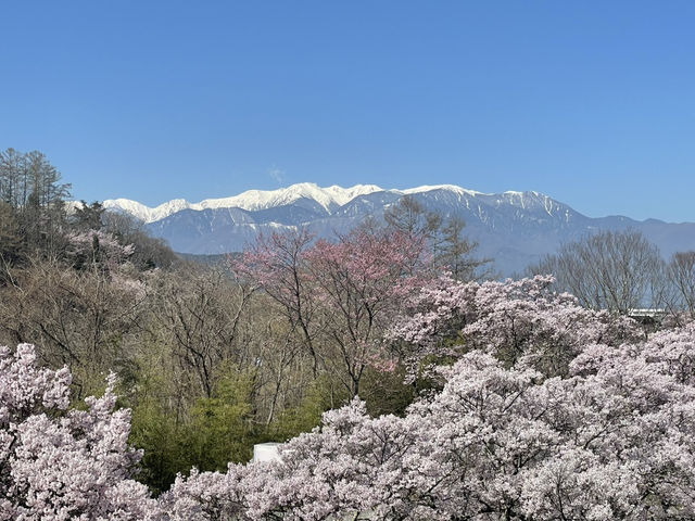 天下第一櫻 唔係浪得虛名