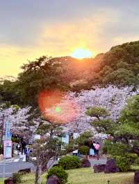 🌸 3 Hidden Parks in Kobe to Experience the Sea of Cherry Blossoms 🌸