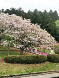 Shizumine Furusato Park Cherry Blossoms | A Pastoral Sakura Paradise in Ibaraki