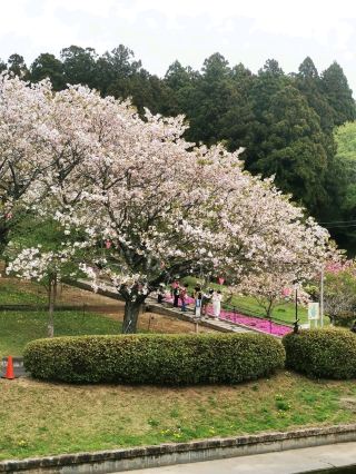 시즈미네 후루사토 공원 벚꽃 | 이바라키의 목가적인 벚꽃 낙원