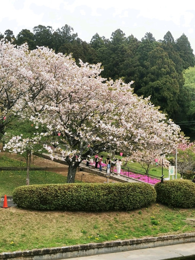 櫻の園 Shizumine Furusato Park Cherry Blossoms | A Pastoral Sakura