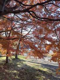 Fuji in autumn คือที่สุดดดด 🍁🗻