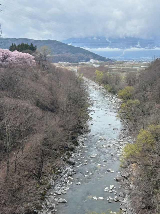 The Legendary Cherry Blossoms of Inaho Takato Castle Ruins 🌸⛩️