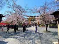 🌸 Secret Sakura Spot Alert: Hirano Shrine’s Midnight Magic! 🌙✨