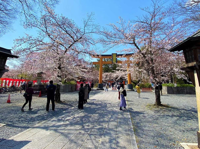 🌸 Secret Sakura Spot Alert: Hirano Shrine’s Midnight Magic! 🌙✨