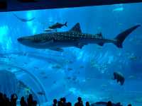 🚀 沖繩旅遊全攻略｜潛水、美麗海水族館、萬座毛、燈塔打卡熱點 🌊