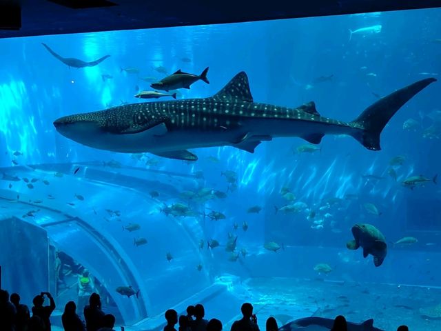 🚀 沖繩旅遊全攻略｜潛水、美麗海水族館、萬座毛、燈塔打卡熱點 🌊