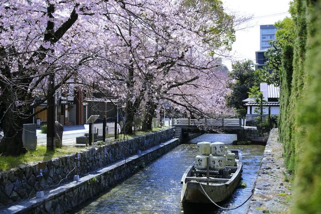 🌸 "Takasegawa River: Kyoto’s Hidden Cherry Blossom Canal You’ve Been Missing" 🌸