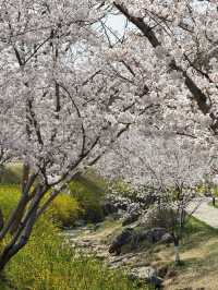 Cherry Blossom Wonderland in Nanjing: The Hidden Gem of Yoshino Sakura" 🌸