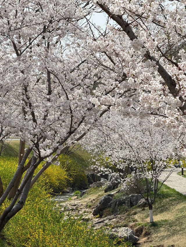 Cherry Blossom Wonderland in Nanjing: The Hidden Gem of Yoshino Sakura" 🌸