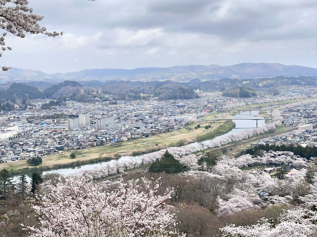 🇯🇵 仙台櫻花 船岡城址公園🌸