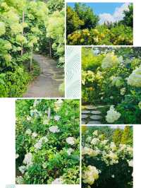 A White Cloud Descends: Discovering the Ethereal Hydrangea Seas of Jukwhagyeong