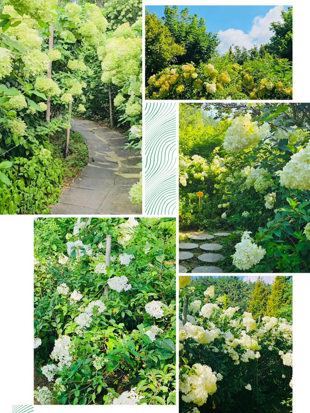 A White Cloud Descends: Discovering the Ethereal Hydrangea Seas of Jukwhagyeong
