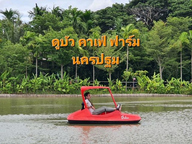 แวะเที่ยวใกล้กรุง ดูบัว คาเฟ่ ฟาร์ม นครปฐม 