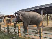 【ネパール🇳🇵】チトワン国立公園近くの魅力的な村ソーラハ🐘
