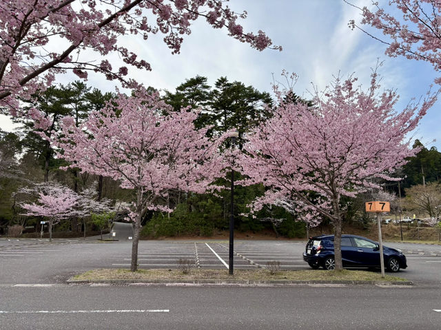 鹿兒島四日快閃追櫻