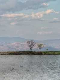 The Perfect Curve: A Springtime Pause at Dali’s Scenic S湾