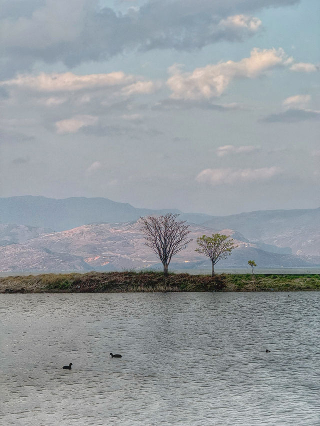 The Perfect Curve: A Springtime Pause at Dali’s Scenic S湾