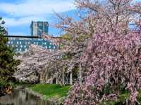 札幌中島公園，市中心最便捷的賞櫻綠洲