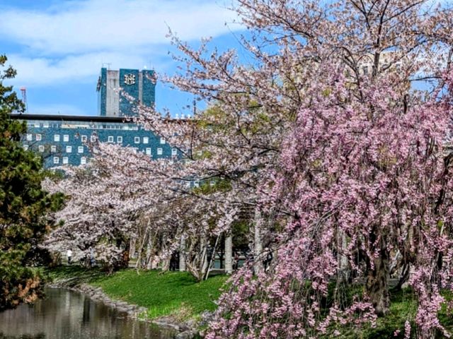 札幌中島公園，市中心最便捷的賞櫻綠洲