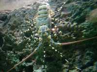 #新加坡S.E.A Aquarium-新加坡聖淘沙島