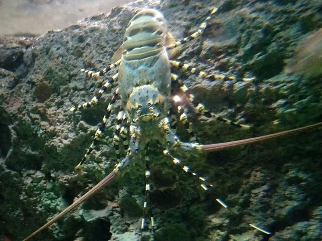 #新加坡S.E.A Aquarium-新加坡聖淘沙島