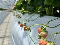 福崗任摘士多啤梨園🍓（附價錢）