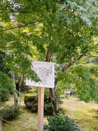 A Day in Arashiyama: Kimono Strolls, Temple Serenity & Tofu Delights🍃