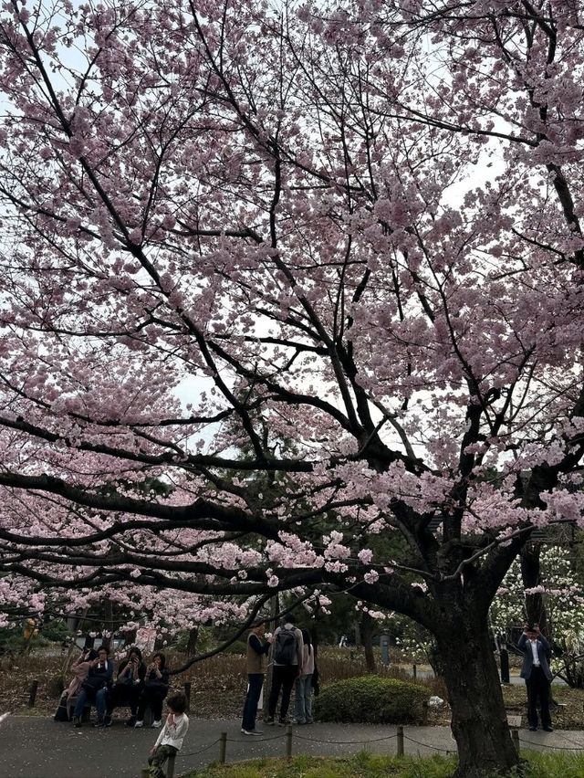 A Chill Stroll with Petals Overhead