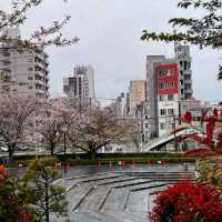 Blossoms and History at Asukayama Park