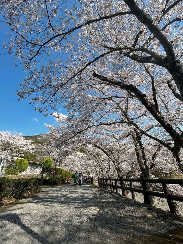 Quiet Paths, Pink Petals, and Zero Stress