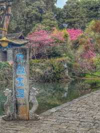 Echoes of the Past: Spring Wanders in Shuhe Ancient Town