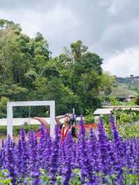 สวนอีเดน รีสอร์ท @ม่อนแจ่ม เชียงใหม่