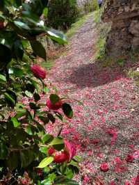 Spring Magic at Hanamiyama Park