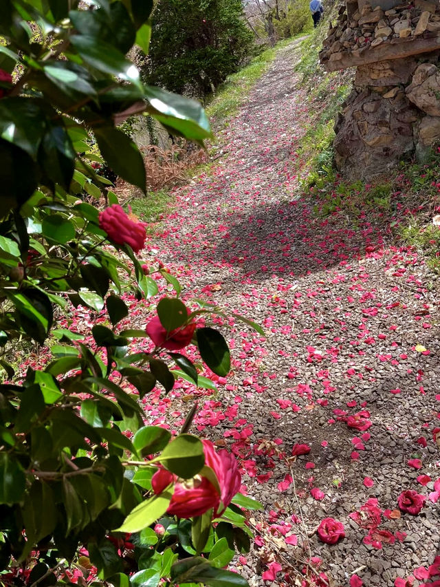 Spring Magic at Hanamiyama Park