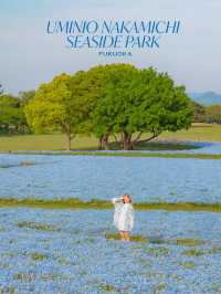 Uminonakamichi สวนดอกไม้ริมทะเลแห่งฟุกุโอกะ