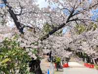 漫步在石鳥居與紅神橋的春櫻時光---仙台東照宮