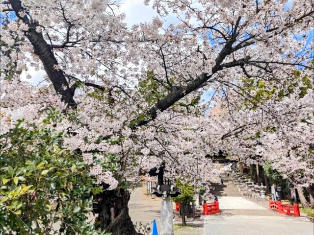 漫步在石鳥居與紅神橋的春櫻時光---仙台東照宮