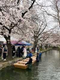 Chillin’ Under the Blossoms