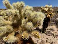 Joshua Tree National Park – CA