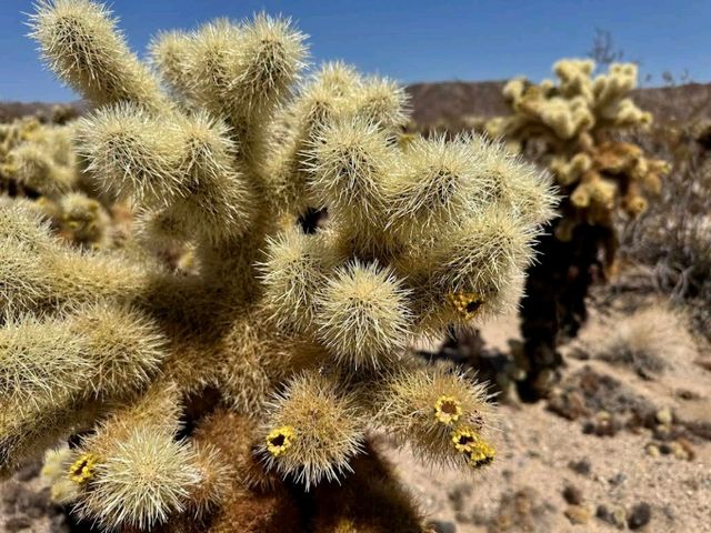 Joshua Tree National Park – CA