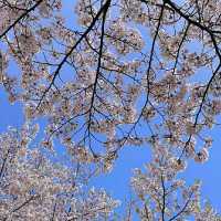 Daejeon in Bloom: A Springtime Escape in Korea’s Science City